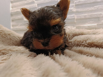 MIKRO YORK Yorkshire Terrier XXXS Neuvěřitelný WIDEO - 5