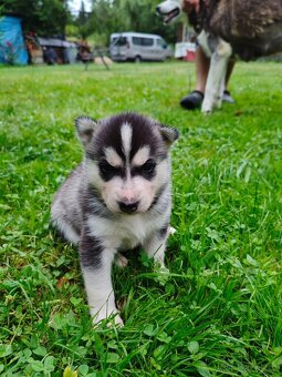 šteně sibiřského huskyho - 5