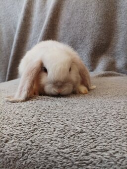zakrslá samička beránka 🥕 - 5