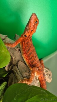 Agama vousatá Half Dark Red Monster mláďata - 5