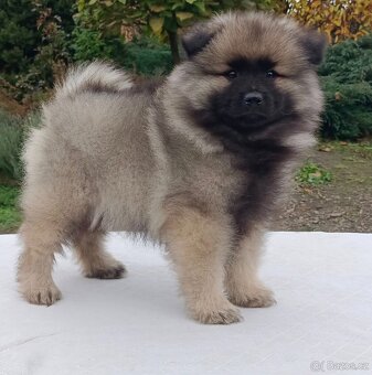 Německý špic vlčí / keeshond prodám kvalitní štěňata s PP - 5