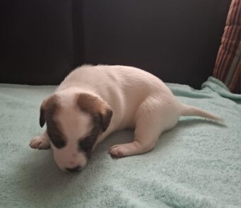Čistokrevné štěně Jack Russell - kluk Lojza - 5