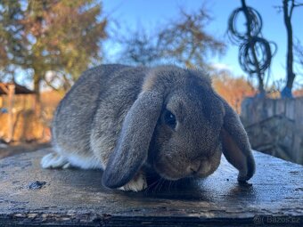 Zakrslý beránek - 5