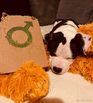 Americký stafordšírský teriér bez pp - 5