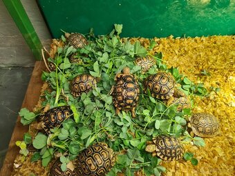 Želva pardálí - Stigmochelys pardalis babcocki - 5