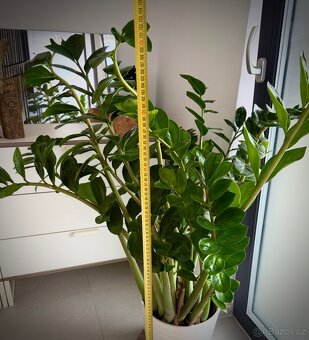 Zamioculcas pokojová rostlina - 5