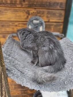 Sibiřská kočka modrá koťátka - 5