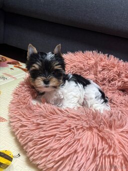 Biewer Yorkshire Terrier s pp - 5