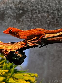 Anolis sergei RED - 5