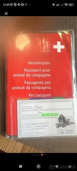 Pomeranian pes - 5