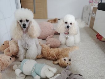 Prodám štěňátko pudla toy-trpaslík, chlap - 5