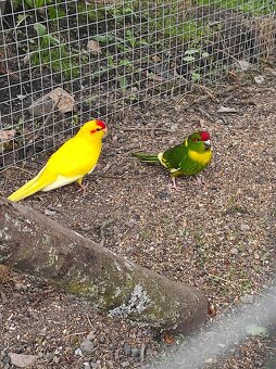 Kakariki Rudočely - 5