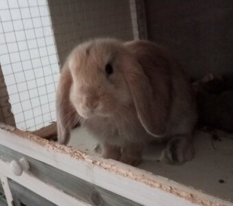 Zakrslý beránek králíček - 5