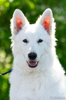 Bílý švýcarský ovčák s PP - 5