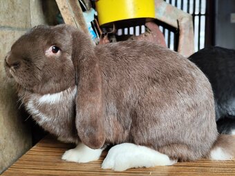 Francouzský beran - 5