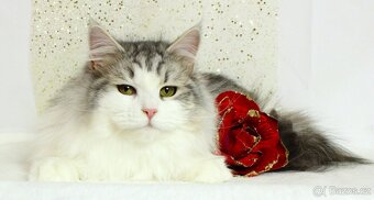 Sibiřská kočka - 5