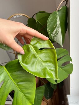 Monstera albo variegata - 5