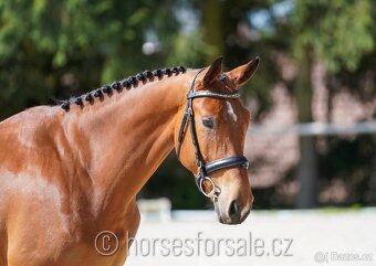Conquistador x Cassini' s Son, TOP-charakter - 5