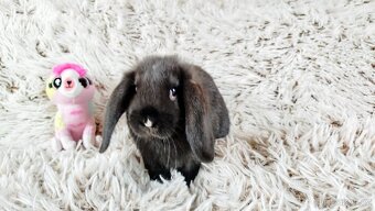 Zakrslý beránek, králík, králíček - PEGGY - 5