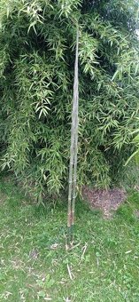 Prodam bambus Phyllostachys atrovaginata - 5