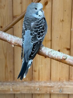 mladé andulky neobvyklé barvy - 5