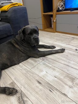 Cane Corso Zdarma - 5