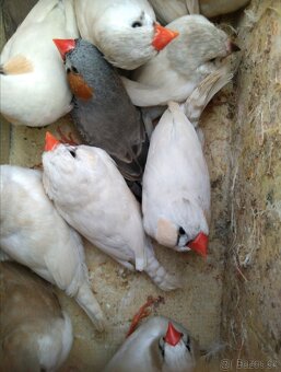 Austrália odcervenie S76 - 5