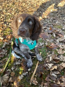 Prodám Německého Křepeláka - 5