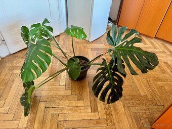Monstera deliciosa - 5