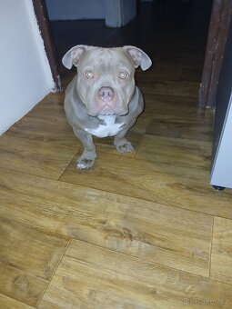 Prodam americký pitbul mini - 5