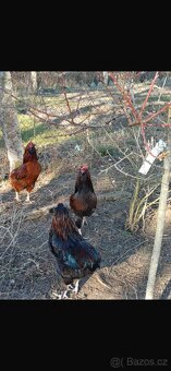 Kohouti Araucana+Dominant - 5