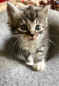 Maine coon mačiatka - 5