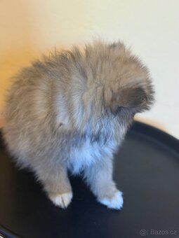 Pomeranian - 5
