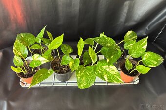 SLEVA⤵️ Zlatý Potos, Šplhavnice zlatá, Epipremnum aureum - 5