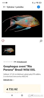 Akvárium 240 l + chovné ryby geophagus - 5