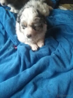 Australský ovčák bez PP - 5