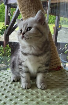 Britská koťátka WHISKAS - 5