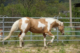Nabízím připouštění plemeným hřebcem APH - 5