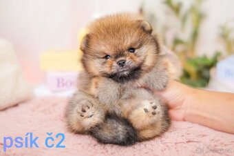 Pomeranian mini - 5