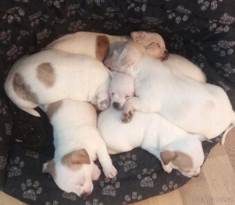 Čivava krátkosrstá - 5