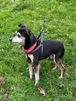 RONÍČEK - 3 kg, kastrovaný psík 13 let - 5