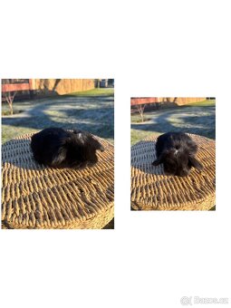 Zakrslý králík - mini lop - 5