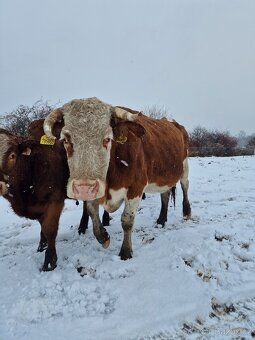 Prodáme březí krávy - 5