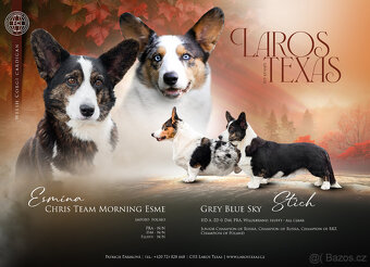 Welsh Corgi Cardigan s PP - holčička - 5