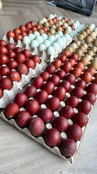 Kuřata na barevná vejce - 5