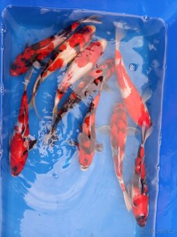 Koi kapr originál - 5
