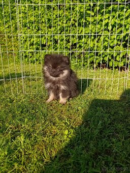 Pomeranian pomerian blu Merle - 5