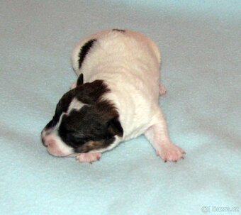 Jack Russell teriér – 4 fenky + 2 pejsci s PP k rezervaci - 5