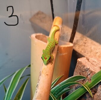 felsuma madagaskarská (Phelsuma madagascariensis) - 5