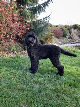 Pudl velký ( královský) štěňata bez pp - 5